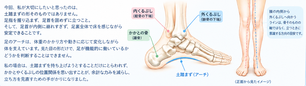 足の骨格と、かかとの骨、内くるぶし・外くるぶし、土踏まずの位置関係 